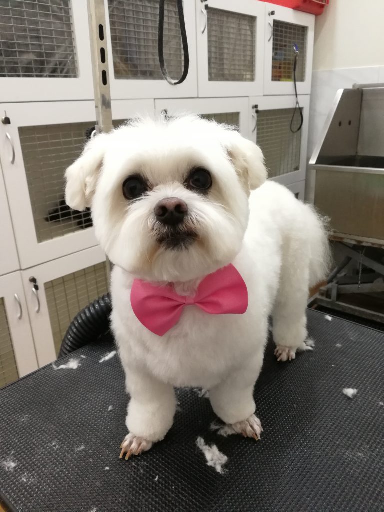 Puppy