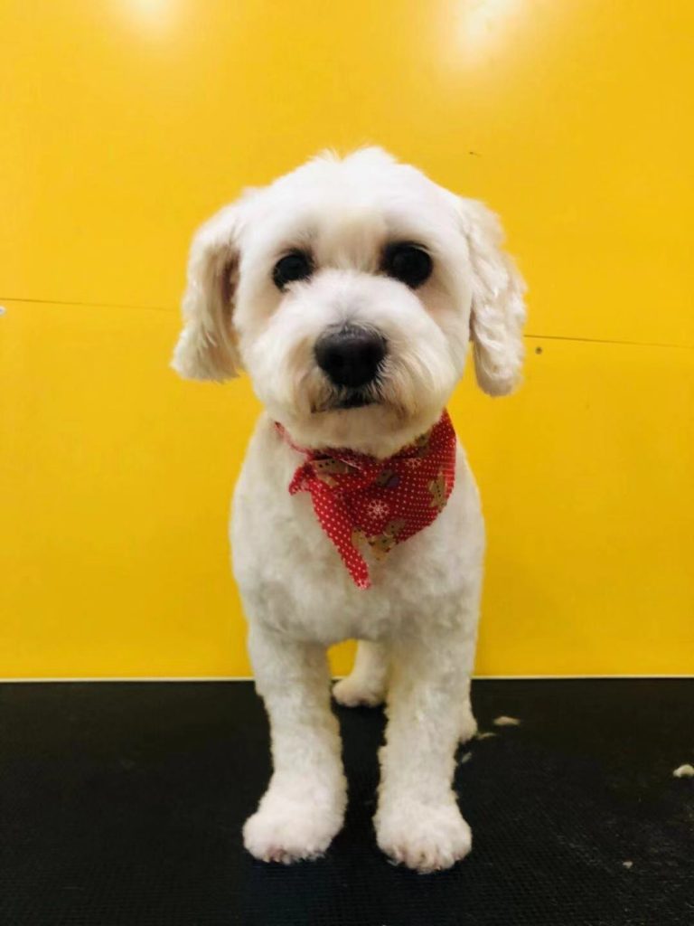 Groomed dog