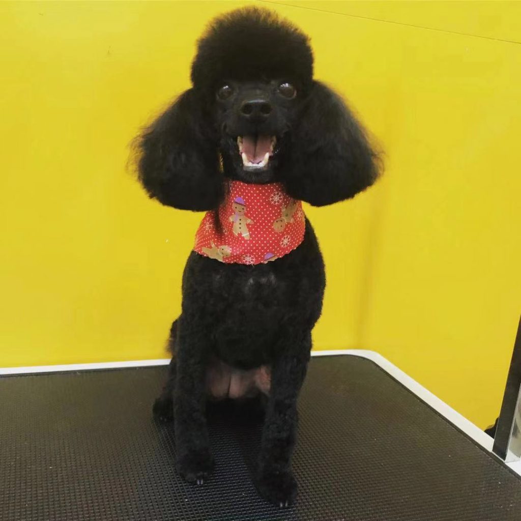 Groomed dog