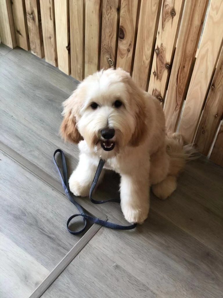 Content dog resting