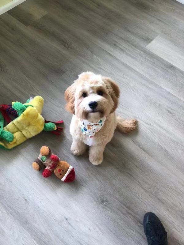 Dog