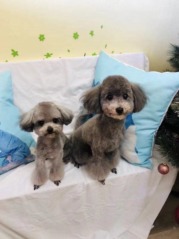 Dog being cared for
