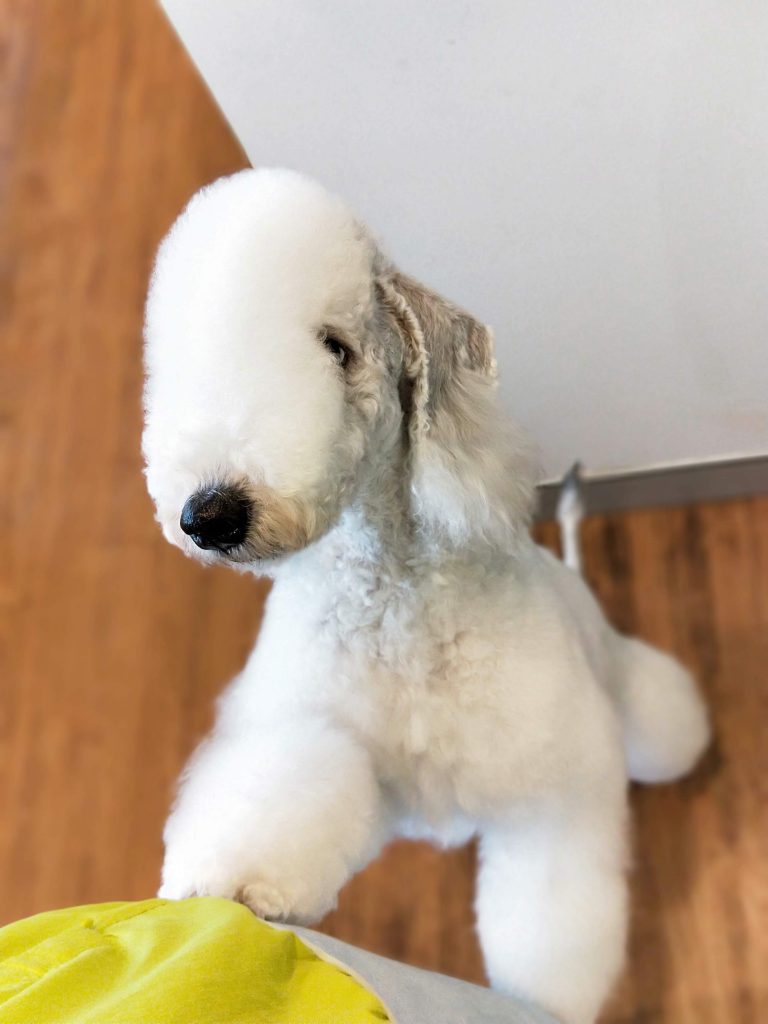 Dog