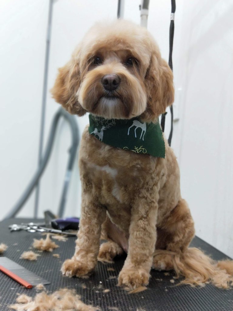 Groomed dog