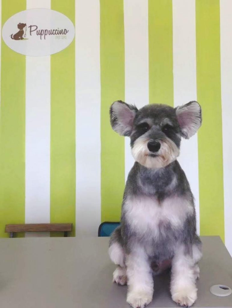 Groomed dog