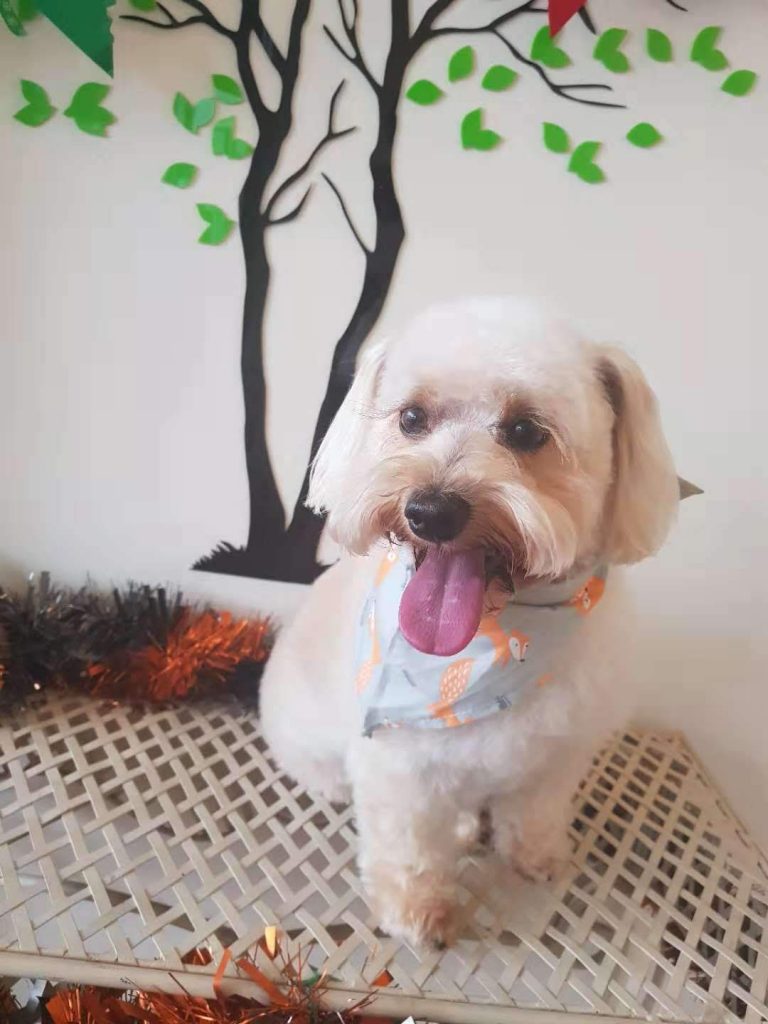 Dog