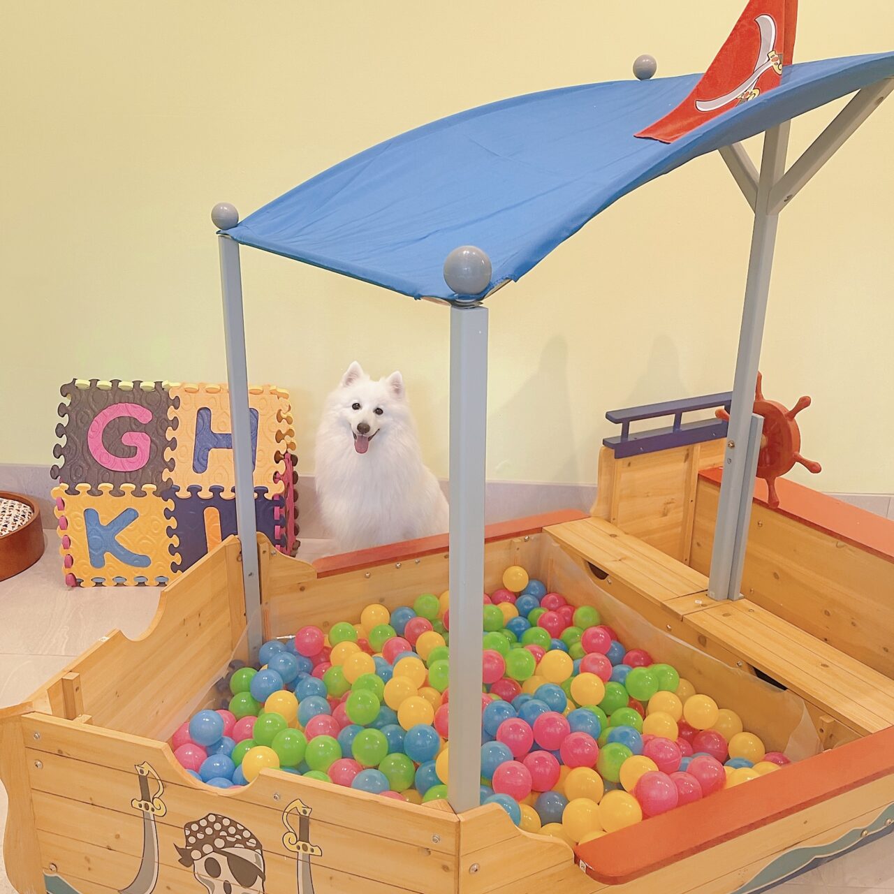 Dog playing