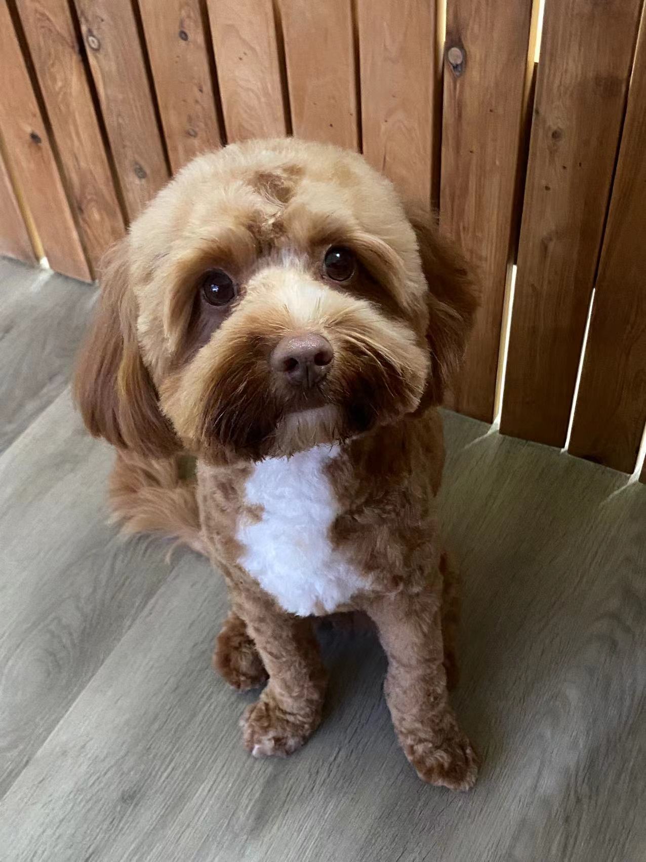 Dog
